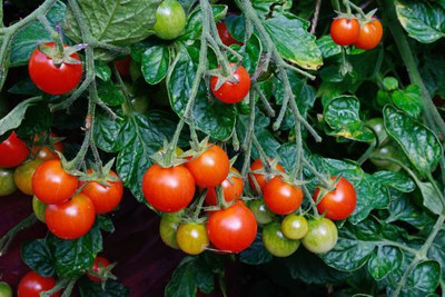 WINR tomato Seed(120 per packet)