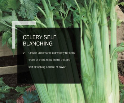 CYBEXIS CELERY SELF BLANCHING SEEDS(5000 Seeds) Seed(5000 per packet)