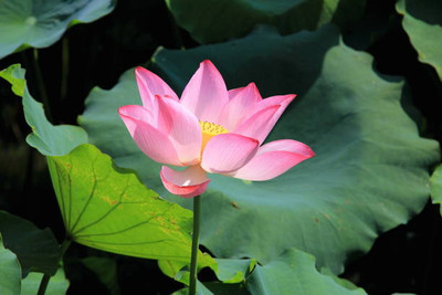 Kritharth Creation lotus,kamal seeds Seed(12 per packet)