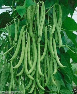 ibains Pole bean seeds pack of 82 Seed(82 per packet)