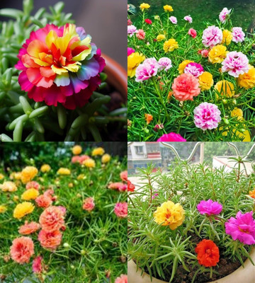 ibains Portulaca flower seeds 10 colours bij 67 Seed(67 per packet)
