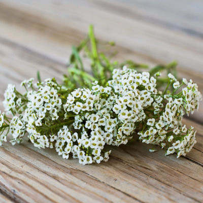 VINGTON CARPET OF SNOW ALYSSUM Seed(50 per packet)
