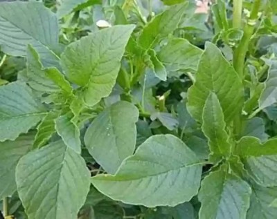 Aywal Cholai Saag Seed(420 per packet)