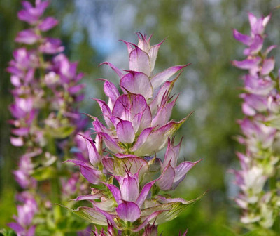 CYBEXIS LXI-39 - Clary Sage - (1350 Seeds) Seed(1350 per packet)