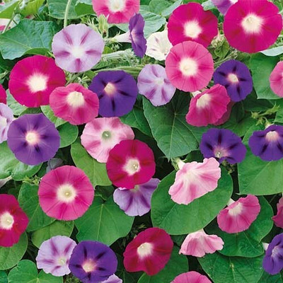 Arshiayat Morning glory ipomoea flower seeds Seed(14 per packet)
