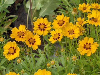 Lorvox Coreopsis Mix Color Flower Seed(145 per packet)