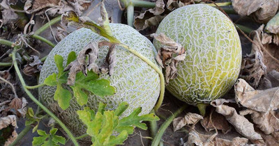 BDSresolve Muskmelon seeds f1 hybrid PACK OF 68 Seed(68 per packet)