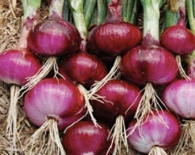 Qualtivate VXL-3AT Red Burgundy Onion Seeds Seed(500 per packet)