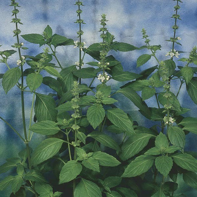 WILLVINE HUA-5 Basil, Sweet Dani Herb Seeds Seed(2000 per packet)