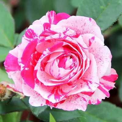 Qualtivate PUAS-4A Hybrid Rose Seeds Seed(25 per packet)
