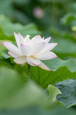 Kofy lotus,kamal gatta Seed(11 per packet)