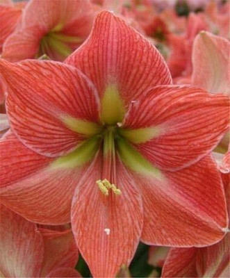 Cloud Farm Lily Plant Seed(2 per packet)