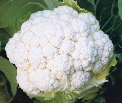 WILLVINE MEH -V F1 Hybrid Pusa Snowball-1 Cauliflower [100g, 30000 Seeds] Seed(30000 per packet)
