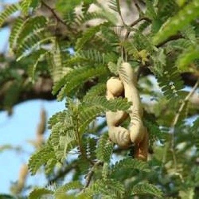 Aywal Meethi Imli ( Tamarind) Seed(9 g)