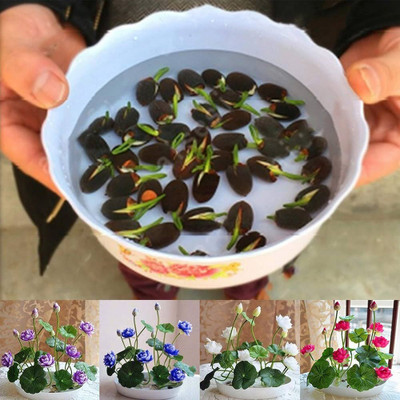 DEYS AGRO ™ kamal seeds|kamal flower seeds, kamal gatta seed, best quality kamal phool Seed(17 per packet)