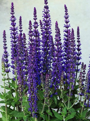 Qualtivate PUAS-1A Salvia Annual Clary/Sage Seeds Seed(100 per packet)