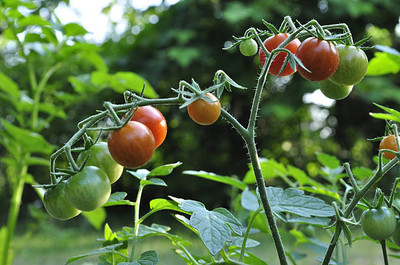 HUEX tomato Seed(100 per packet)