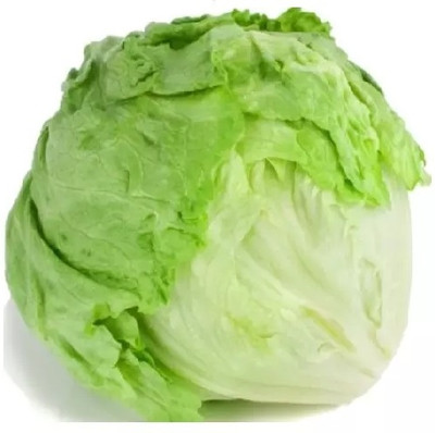VIATION Iceberg Lettuce Seed(150 per packet)