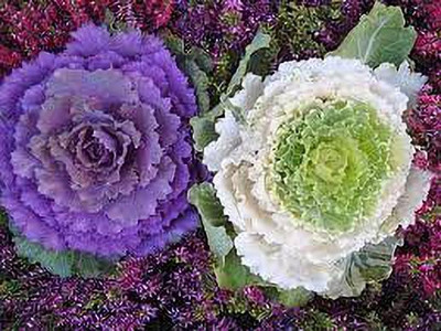 Aywal Kale Flower Hybrid Seed(150 per packet)