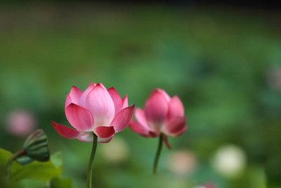 MYAT lotus,kamal gatta Seed(15 per packet)