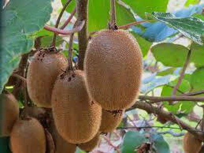 XOLDAA hybrid kiwi fruit seeds Seed(170 per packet)