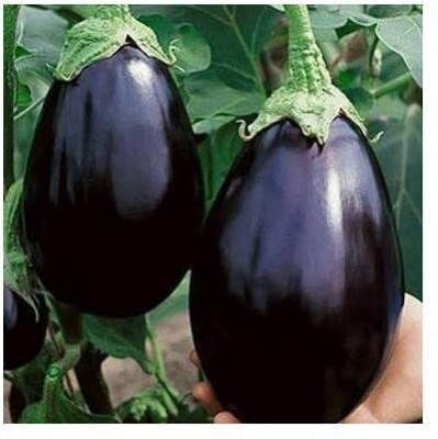ACCELCROP Brinjal Purple Round Or Egg Plant Vegetable Seed(375 per packet)
