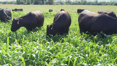 SEMINA VITA Sweet Sudan Fodder, Multicutting grass For Cow/goat/buffaloes Seed, HYBRID SUDHAN Seed(3000 per packet)