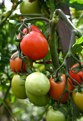 Infintegreen tomato Seed(135 per packet)