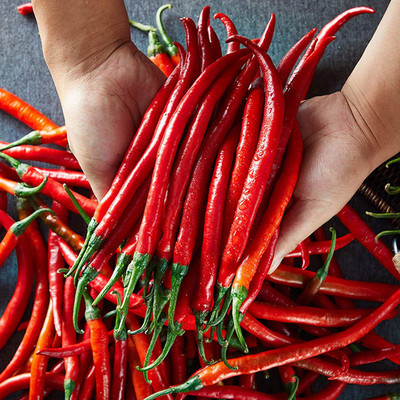 CYBEXIS High Yield Hot Chilli Pepper Seeds2400 Seeds Seed(2400 per packet)