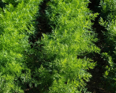 Quentova Garden Fennel - Anet Dill Moravan-GBPUT-3P Seed(250 per packet)