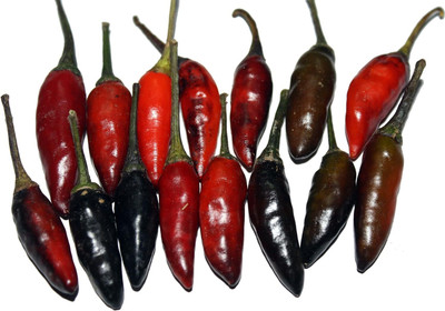 Biosnyg High Yield HOT KRISHNA JOLOKIA CHILLI Seeds for Home Gardening-(4000 Seeds) Seed(4000 per packet)