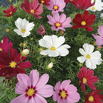 Aywal Cosmos Flower Seeds, Long Flowering Summer Annuals, Bright Flowers, Easy to Grow Seed(9 g)