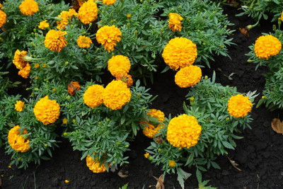 Pearlo marigold/gende ka phool flower seeds Seed(50 per packet)