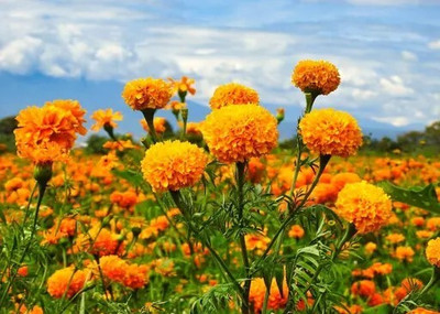DEYS AGRO ™ genda phool seeds,genda phool seed for home garden Seed(49 per packet)