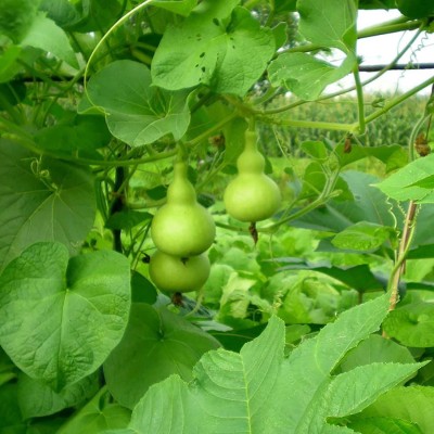 CYBEXIS Delicious Vegetable Bottle Gourd Lagenaria Siceraria Seeds 100 Seeds Seed(100 per packet)