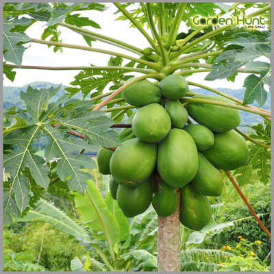 jkfarm Papaya, Pepe Seed(800 per packet)