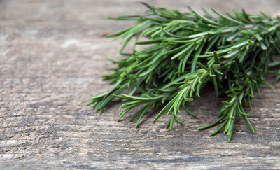CYBEXIS LX-30 - Rosemary (Rosmarinus officinalis) - (750 Seeds) Seed(750 per packet)