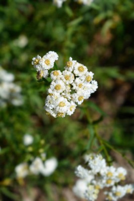 MAA gypsophila flower Seed(25 per packet)