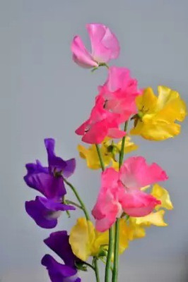 Aro Sweet pea Seed(30 per packet)
