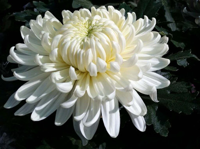 XOLDA Exotic chrysanthemum white Seed(48 per packet)