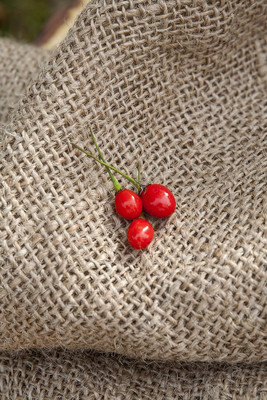 Biosnyg Open-Pollinated Wiri Wiri Hot Pepper Seeds for Home Gardening-(1000 Seeds) Seed(1000 per packet)