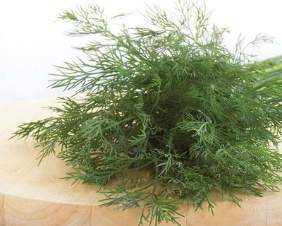 XOLDA Organic soya dill Seed(16 per packet)