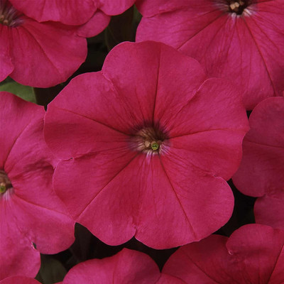 CYBEXIS HUA-48 - Petunia - Madness Series Flower Garden Rose Color Blooms - (60 Seeds) Seed(60 per packet)