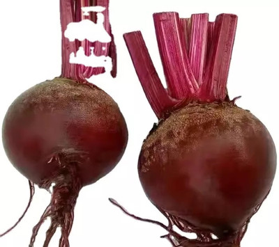 MYLAWN Beetroot - Boston Seed(2000 per packet)