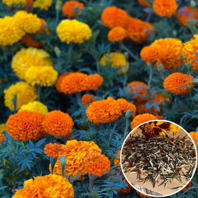 Greenfall Bright Hybrid Marigold Flower Seeds - 150 Count Packet Seed(200 per packet)