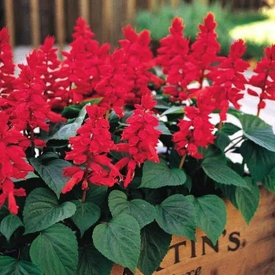 Quentova Salvia Splendens-PUAS-4D Seed(50 per packet)