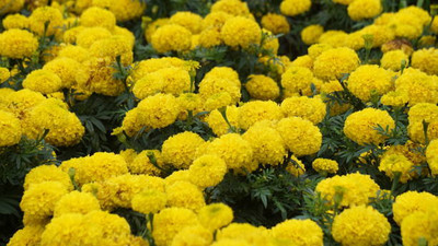 glowgreen marigold/gende ka phool flower seeds Seed(50 per packet)