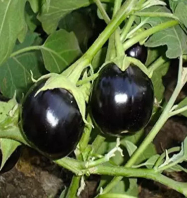 VibeX TLX-24 - Organic Brinjal - (150 Seeds) Seed(150 per packet)