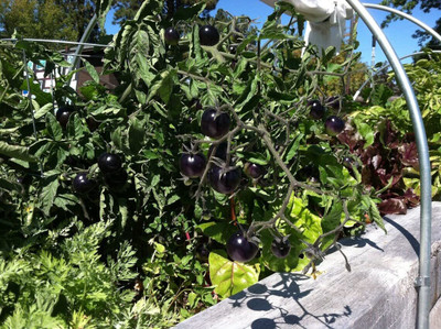WILLVINE Tomato seeds black [25g, 7500 Seeds] Seed(7500 per packet)