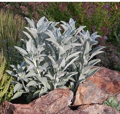 WILLVINE VXI-458 White sage Seeds Seed(200 per packet)